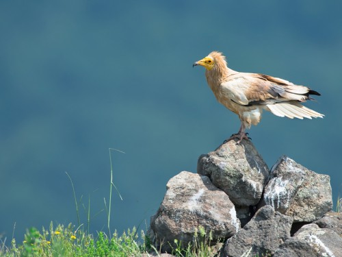 Ścierwnik (ang. Egyptian Vulture łac. Neophron percnopterus) 1668 - Fotografia Przyrodnicza - WlodekSmardz.pl