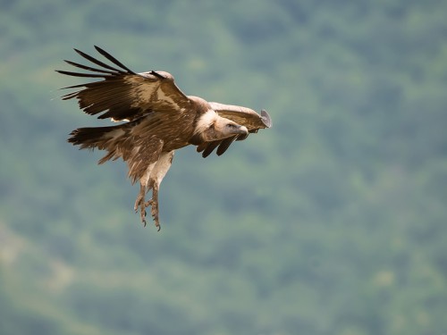 Sęp płowy (ang. Eurasian Griffon łac. Gyps fulvus)  0872 - Fotografia Przyrodnicza - WlodekSmardz.pl