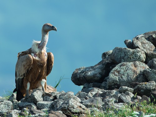 Sęp płowy (ang. Eurasian Griffon łac. Gyps fulvus)  1421 - Fotografia Przyrodnicza - WlodekSmardz.pl