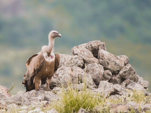 Sęp płowy (ang. Eurasian Griffon łac. Gyps fulvus)  1001 - Fotografia Przyrodnicza - WlodekSmardz.pl