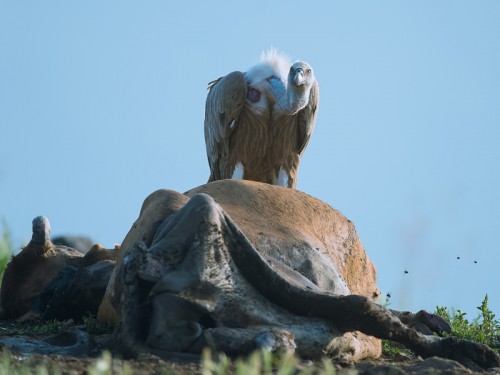 Sęp płowy (ang. Eurasian Griffon łac. Gyps fulvus)  1328 - Fotografia Przyrodnicza - WlodekSmardz.pl