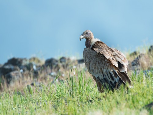 Sęp płowy (ang. Eurasian Griffon łac. Gyps fulvus)  1375 - Fotografia Przyrodnicza - WlodekSmardz.pl