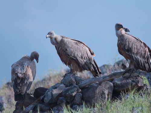 Sęp płowy (ang. Eurasian Griffon łac. Gyps fulvus)  1397 - Fotografia Przyrodnicza - WlodekSmardz.pl