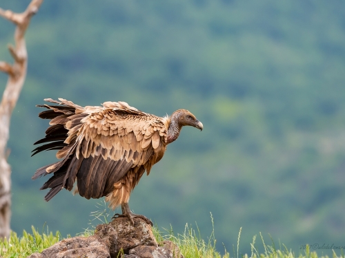 Sęp płowy (ang. Eurasian Griffon łac. Gyps fulvus)  0892 - Fotografia Przyrodnicza - WlodekSmardz.pl