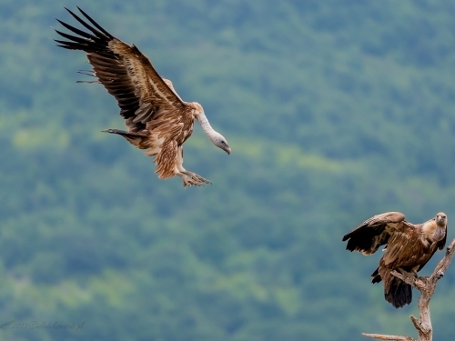 Sęp płowy (ang. Eurasian Griffon łac. Gyps fulvus)  0881 - Fotografia Przyrodnicza - WlodekSmardz.pl