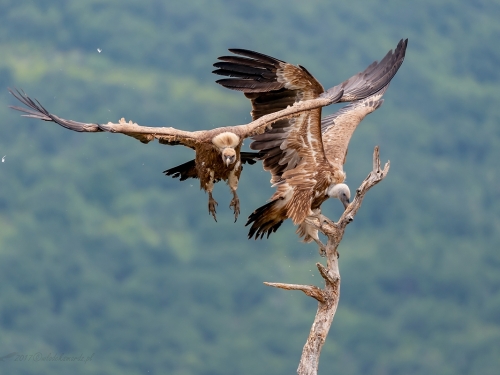 Sęp płowy (ang. Eurasian Griffon łac. Gyps fulvus)  0884 - Fotografia Przyrodnicza - WlodekSmardz.pl