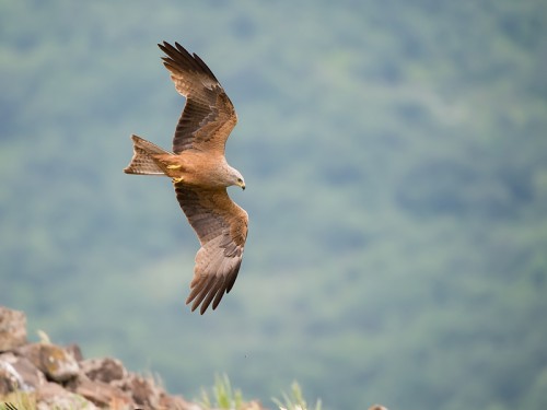 Kania czarna (ang. Black Kite łac. Milvus migrans) 0867 - Fotografia Przyrodnicza - WlodekSmardz.pl