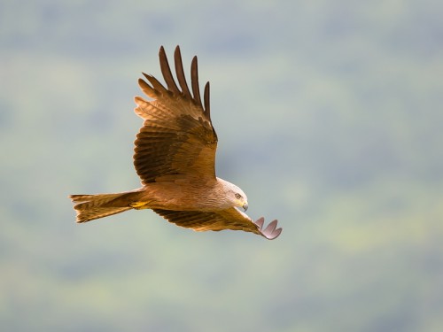 Kania czarna (ang. Black Kite łac. Milvus migrans) 0907 - Fotografia Przyrodnicza - WlodekSmardz.pl