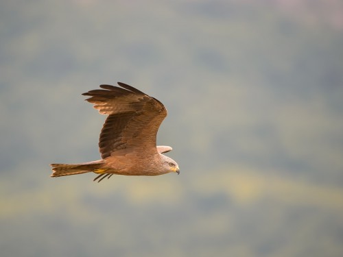 Kania czarna (ang. Black Kite łac. Milvus migrans) 0909 - Fotografia Przyrodnicza - WlodekSmardz.pl