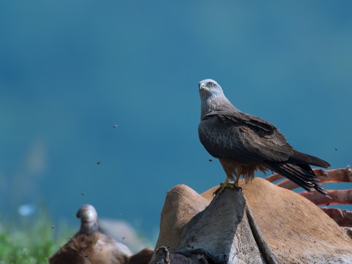 Kania czarna (ang. Black Kite łac. Milvus migrans) 1546 - Fotografia Przyrodnicza - WlodekSmardz.pl