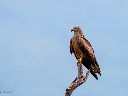 Kania czarna (ang. Black Kite łac. Milvus migrans) -7370- Fotografia Przyrodnicza - WlodekSmardz.pl