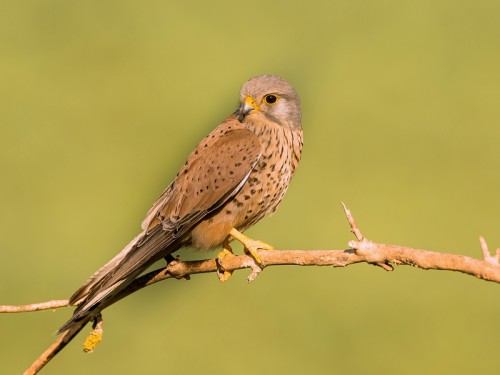 Pustułka (ang. ang. Common Kestrel łac. Falco tinnunculus) 9206 - Fotografia Przyrodnicza - WlodekSmardz.pl