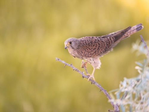 Pustułka (ang. ang. Common Kestrel łac. Falco tinnunculus) 0017 - Fotografia Przyrodnicza - WlodekSmardz.pl