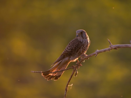 Pustułka (ang. ang. Common Kestrel łac. Falco tinnunculus) 0058 - Fotografia Przyrodnicza - WlodekSmardz.pl