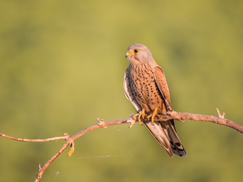 Pustułka (ang. ang. Common Kestrel łac. Falco tinnunculus) 8749 - Fotografia Przyrodnicza - WlodekSmardz.pl