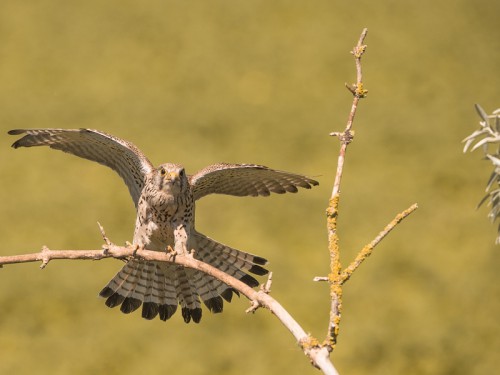 Pustułka (ang. ang. Common Kestrel łac. Falco tinnunculus) 9501 - Fotografia Przyrodnicza - WlodekSmardz.pl