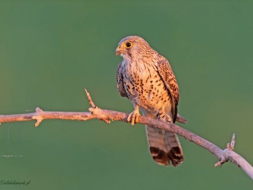 Pustułka (ang. ang. Common Kestrel łac. Falco tinnunculus) 8444 - Fotografia Przyrodnicza - WlodekSmardz.pl
