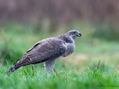 Jastrząb (ang. Northern Goshawk łac. Accipiter gentilis) -1854- Fotografia Przyrodnicza - WlodekSmardz.pl