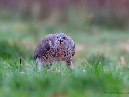 Jastrząb (ang. Northern Goshawk łac. Accipiter gentilis) -1586- Fotografia Przyrodnicza - WlodekSmardz.pl