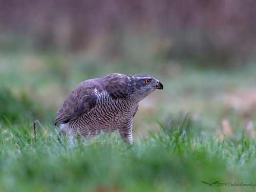 Jastrząb (ang. Northern Goshawk łac. Accipiter gentilis) -1611- Fotografia Przyrodnicza - WlodekSmardz.pl