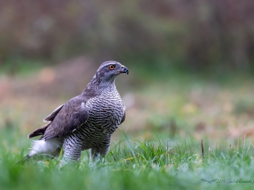 Jastrząb (ang. Northern Goshawk łac. Accipiter gentilis) -1713- Fotografia Przyrodnicza - WlodekSmardz.pl