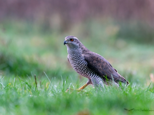 Jastrząb (ang. Northern Goshawk łac. Accipiter gentilis) -1813- Fotografia Przyrodnicza - WlodekSmardz.pl