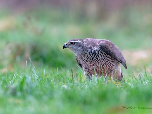 Jastrząb (ang. Northern Goshawk łac. Accipiter gentilis) -1926- Fotografia Przyrodnicza - WlodekSmardz.pl