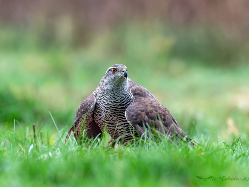 Jastrząb (ang. Northern Goshawk łac. Accipiter gentilis) -1962- Fotografia Przyrodnicza - WlodekSmardz.pl