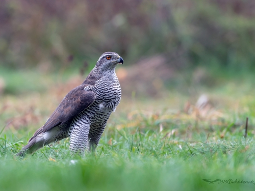 Jastrząb (ang. Northern Goshawk łac. Accipiter gentilis) -1997- Fotografia Przyrodnicza - WlodekSmardz.pl