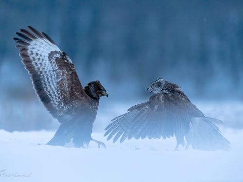 Jastrząb (ang. Northern Goshawk łac. Accipiter gentilis) -7726- Fotografia Przyrodnicza - WlodekSmardz.pl