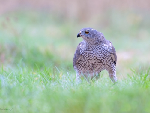 Jastrząb (ang. Northern Goshawk łac. Accipiter gentilis) -1628- Fotografia Przyrodnicza - WlodekSmardz.pl