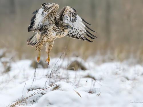 Myszołów (ang. Buzzard, łac. Buteo buteo)- 9998- Fotografia Przyrodnicza - WlodekSmardz.pl