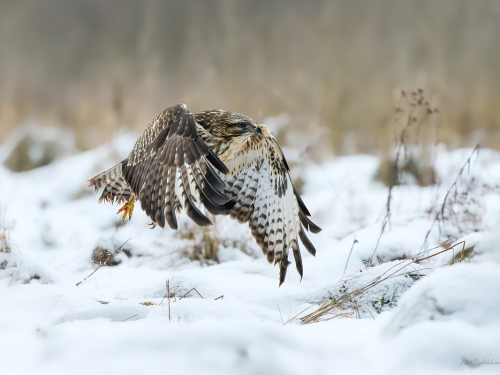 Myszołów (ang. Buzzard, łac. Buteo buteo)- 9993- Fotografia Przyrodnicza - WlodekSmardz.pl