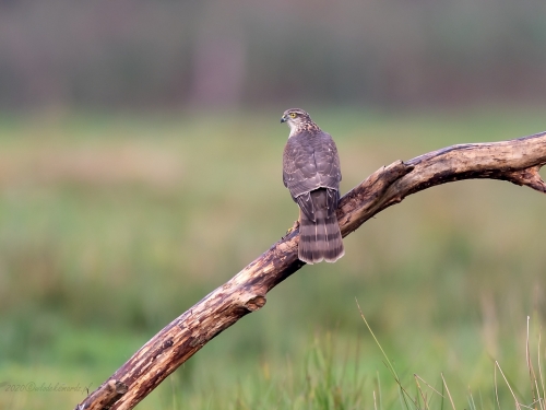 Krogulec (ang. Eurasian Sparrowhawk łac. Accipiter nisus) - 0507 - Fotografia Przyrodnicza - WlodekSmardz.pl