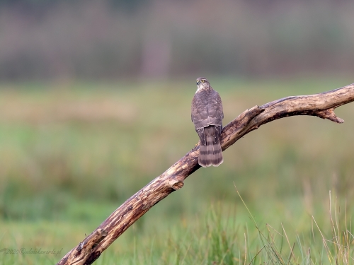 Krogulec (ang. Eurasian Sparrowhawk łac. Accipiter nisus) - 0517 - Fotografia Przyrodnicza - WlodekSmardz.pl