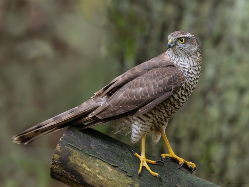 Krogulec (ang. Eurasian Sparrowhawk łac. Accipiter nisus) - 9993 - Fotografia Przyrodnicza - WlodekSmardz.pl