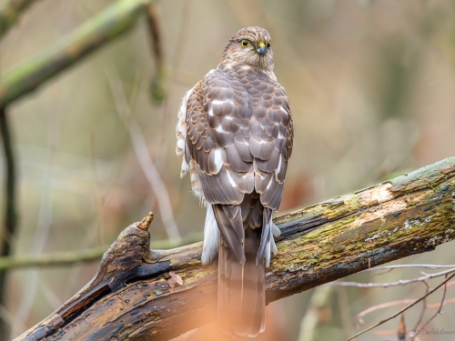 Krogulec (ang. Eurasian Sparrowhawk łac. Accipiter nisus) - 6952 - Fotografia Przyrodnicza - WlodekSmardz.pl