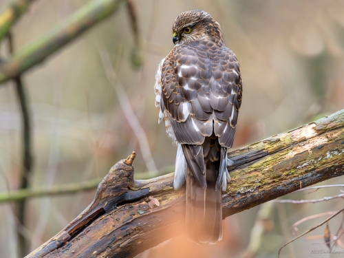 Krogulec (ang. Eurasian Sparrowhawk łac. Accipiter nisus) - 6996 - Fotografia Przyrodnicza - WlodekSmardz.pl
