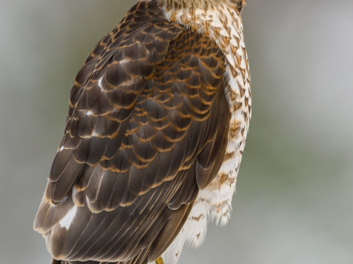 Krogulec (ang. Eurasian Sparrowhawk łac. Accipiter nisus) - 0282 - Fotografia Przyrodnicza - WlodekSmardz.pl