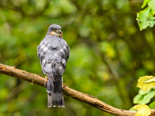 Krogulec (ang. Eurasian Sparrowhawk łac. Accipiter nisus) - 1043 - Fotografia Przyrodnicza - WlodekSmardz.pl