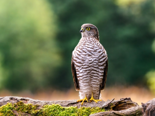Krogulec (ang. Eurasian Sparrowhawk łac. Accipiter nisus) - 1673 - Fotografia Przyrodnicza - WlodekSmardz.pl