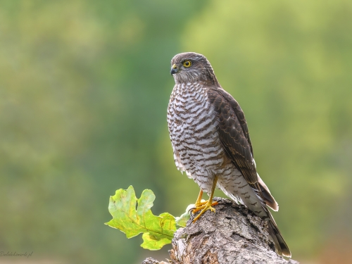Krogulec (ang. Eurasian Sparrowhawk łac. Accipiter nisus) - 1772 - Fotografia Przyrodnicza - WlodekSmardz.pl