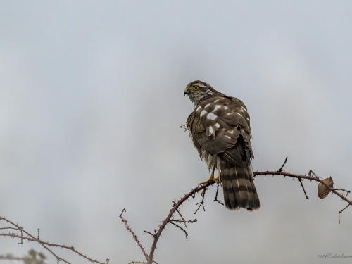 Krogulec (ang. Eurasian Sparrowhawk łac. Accipiter nisus) - 7453 - Fotografia Przyrodnicza - WlodekSmardz.pl