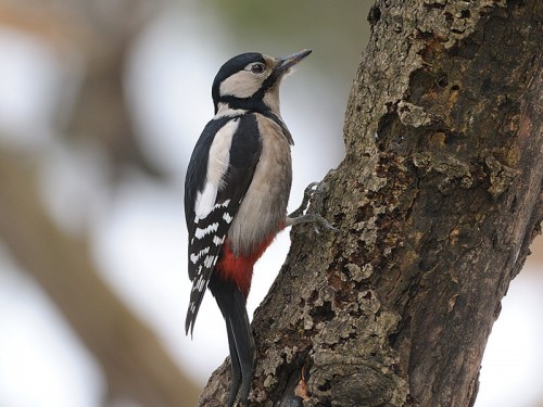 Dzięcioł duży (ang. Great spotted Woodpecker, łac. Dendrocopos major)- Fotografia Przyrodnicza - WlodekSmardz.pl