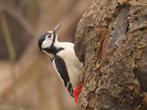 Dzięcioł duży (ang. Great spotted Woodpecker, łac. Dendrocopos major)- Fotografia Przyrodnicza - WlodekSmardz.pl