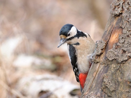 Dzięcioł duży (ang. Great spotted Woodpecker, łac. Dendrocopos major)- Fotografia Przyrodnicza - WlodekSmardz.pl