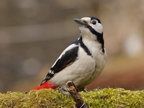 Dzięcioł duży (ang. Great spotted Woodpecker, łac. Dendrocopos major)- Fotografia Przyrodnicza - WlodekSmardz.pl