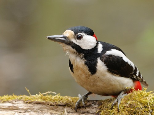 Dzięcioł duży (ang. Great spotted Woodpecker, łac. Dendrocopos major)- Fotografia Przyrodnicza - WlodekSmardz.pl