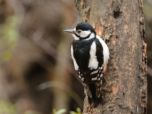 Dzięcioł duży (ang. Great spotted Woodpecker, łac. Dendrocopos major)- Fotografia Przyrodnicza - WlodekSmardz.pl