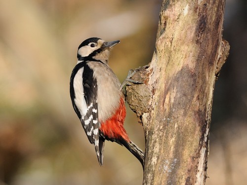Dzięcioł duży (ang. Great spotted Woodpecker, łac. Dendrocopos major)- Fotografia Przyrodnicza - WlodekSmardz.pl